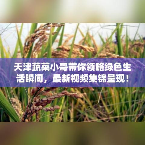 天津蔬菜小哥带你领略绿色生活瞬间，最新视频集锦呈现！