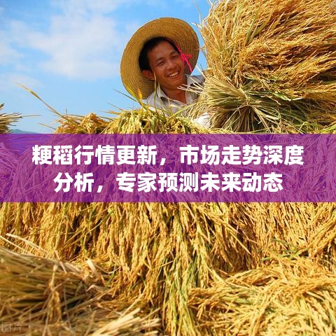 粳稻行情更新，市场走势深度分析，专家预测未来动态