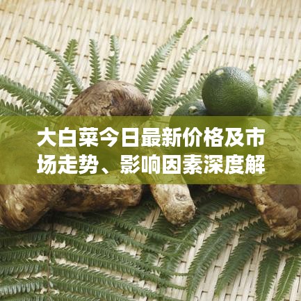 大白菜今日最新价格及市场走势、影响因素深度解析