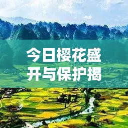 今日樱花盛开与保护揭秘，官方最新消息一网打尽