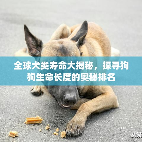 全球犬类寿命大揭秘，探寻狗狗生命长度的奥秘排名