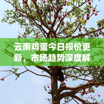 云南鸡蛋今日报价更新，市场趋势深度解析及预测报告