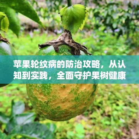 苹果轮纹病的防治攻略，从认知到实践，全面守护果树健康