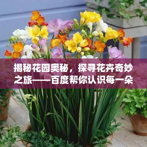 揭秘花园奥秘，探寻花卉奇妙之旅——百度帮你认识每一朵花