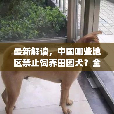 最新解读，中国哪些地区禁止饲养田园犬？全面覆盖，不容错过