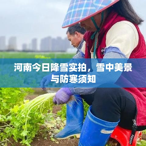 河南今日降雪实拍，雪中美景与防寒须知