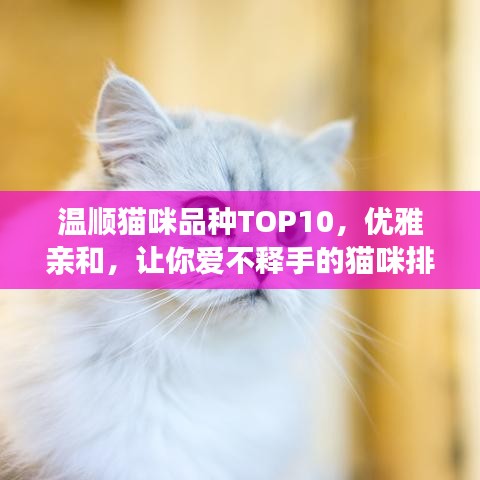 温顺猫咪品种TOP10，优雅亲和，让你爱不释手的猫咪排名