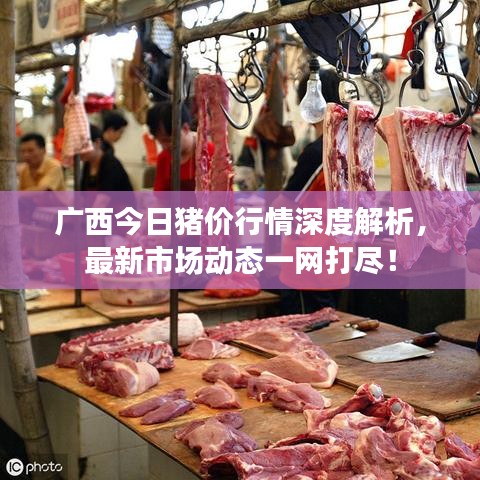 广西今日猪价行情深度解析，最新市场动态一网打尽！