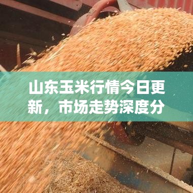 山东玉米行情今日更新，市场走势深度分析与展望
