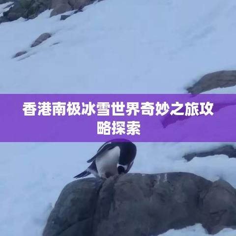 香港南极冰雪世界奇妙之旅攻略探索