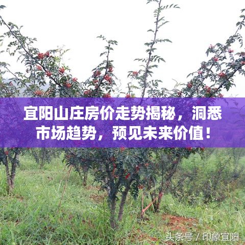 宜阳山庄房价走势揭秘，洞悉市场趋势，预见未来价值！