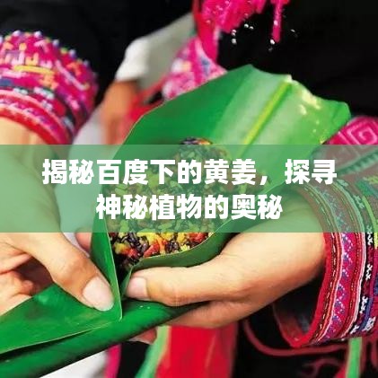 揭秘百度下的黄姜，探寻神秘植物的奥秘