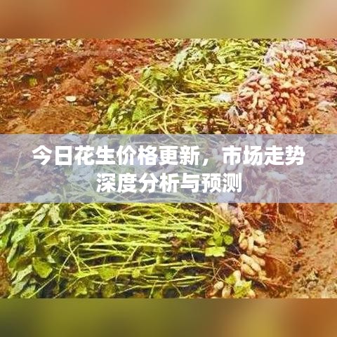 今日花生价格更新，市场走势深度分析与预测