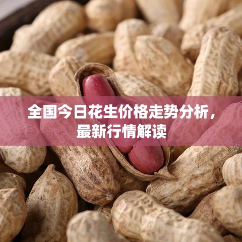 全国今日花生价格走势分析，最新行情解读