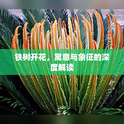 铁树开花，寓意与象征的深度解读