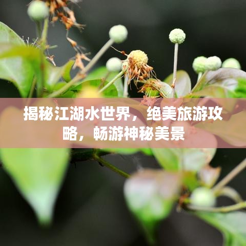 揭秘江湖水世界，绝美旅游攻略，畅游神秘美景