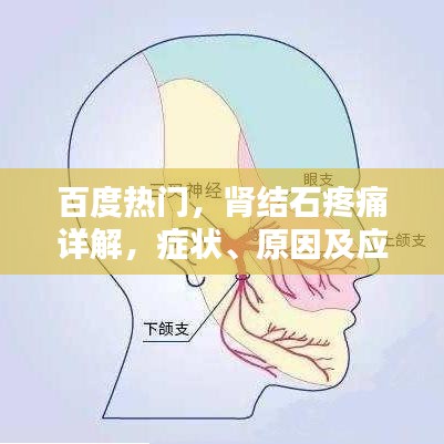 百度热门，肾结石疼痛详解，症状、原因及应对方法一网打尽！