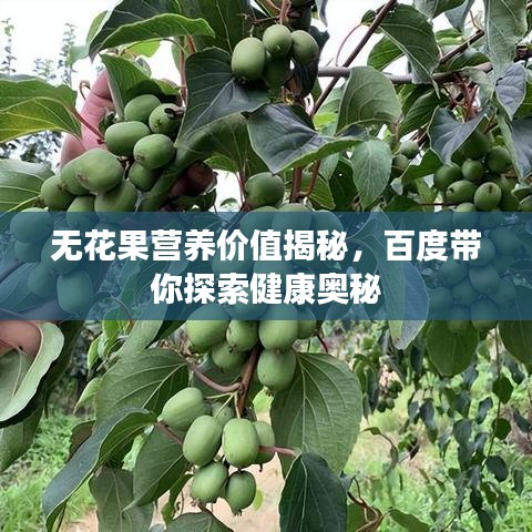 无花果营养价值揭秘，百度带你探索健康奥秘