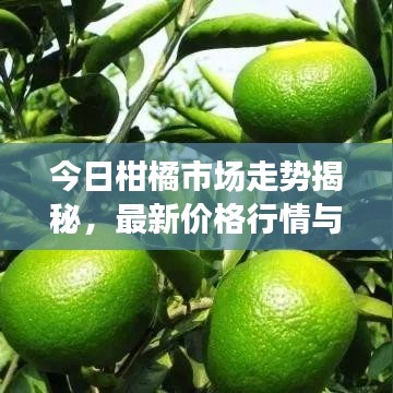 今日柑橘市场走势揭秘，最新价格行情与影响因素深度解析