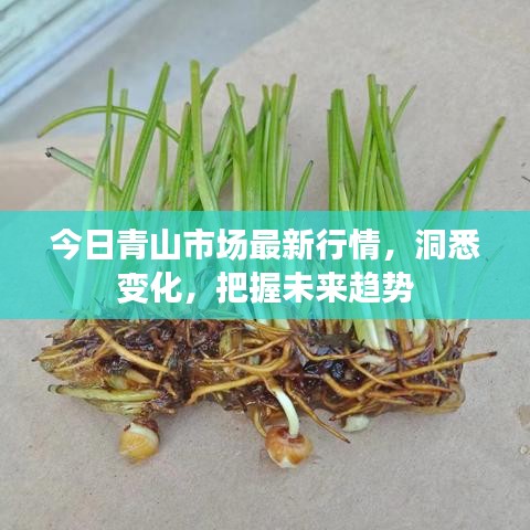今日青山市场最新行情，洞悉变化，把握未来趋势
