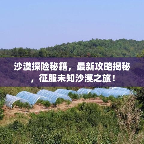 沙漠探险秘籍，最新攻略揭秘，征服未知沙漠之旅！