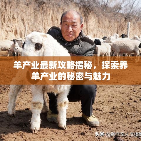 羊产业最新攻略揭秘，探索养羊产业的秘密与魅力