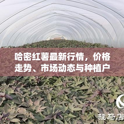 哈密红薯最新行情，价格走势、市场动态与种植户反馈一网打尽！