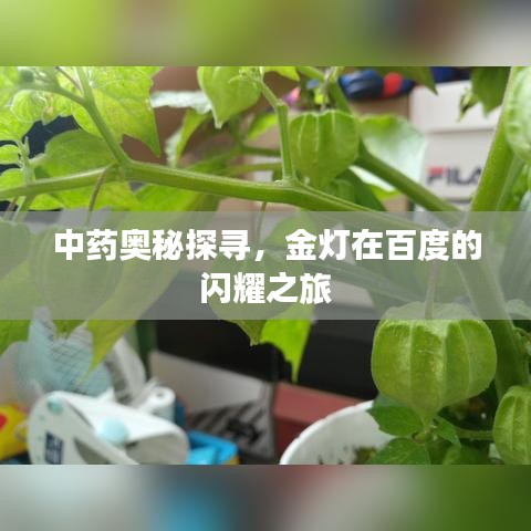 中药奥秘探寻，金灯在百度的闪耀之旅