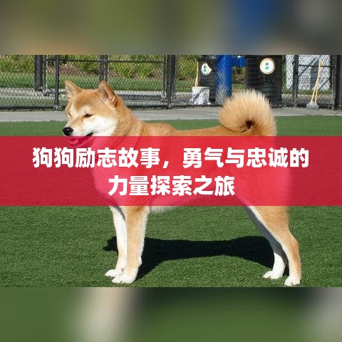 狗狗励志故事，勇气与忠诚的力量探索之旅