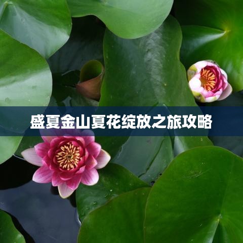 盛夏金山夏花绽放之旅攻略
