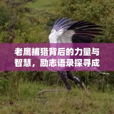 老鹰捕猎背后的力量与智慧，励志语录探寻成功之道