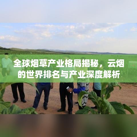 全球烟草产业格局揭秘，云烟的世界排名与产业深度解析