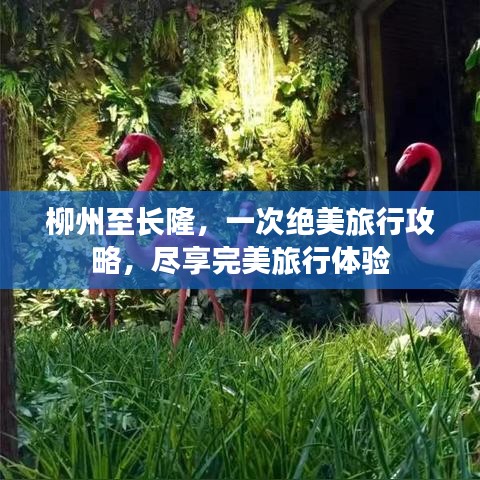 柳州至长隆，一次绝美旅行攻略，尽享完美旅行体验