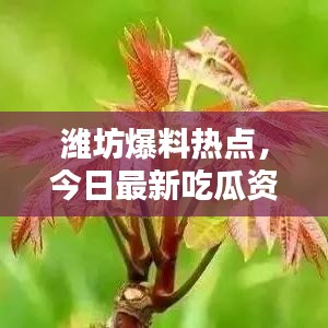 潍坊爆料热点，今日最新吃瓜资讯