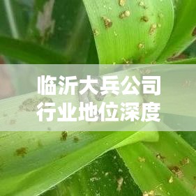 临沂大兵公司行业地位深度解析，排名背后的实力揭秘