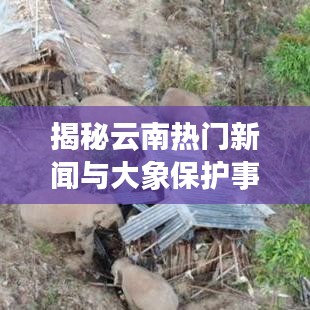 揭秘云南热门新闻与大象保护事业——今日焦点关注大像动态