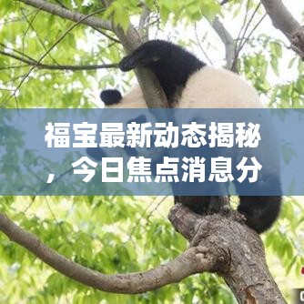 福宝最新动态揭秘，今日焦点消息分享