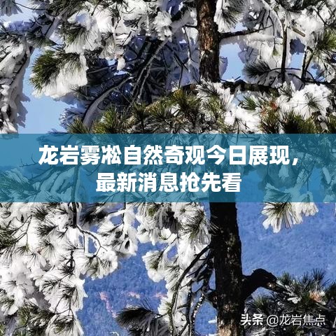 龙岩雾凇自然奇观今日展现，最新消息抢先看