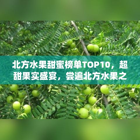 北方水果甜蜜榜单TOP10，超甜果实盛宴，尝遍北方水果之最！