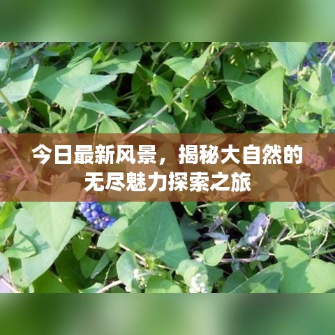 今日最新风景，揭秘大自然的无尽魅力探索之旅