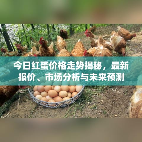 今日红蛋价格走势揭秘，最新报价、市场分析与未来预测