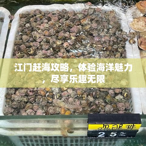 江门赶海攻略，体验海洋魅力，尽享乐趣无限