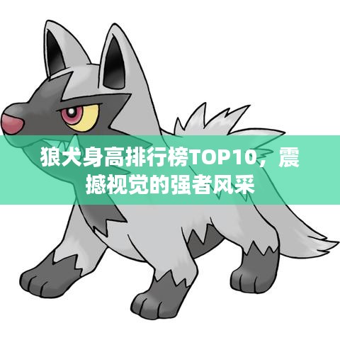 狼犬身高排行榜TOP10，震撼视觉的强者风采