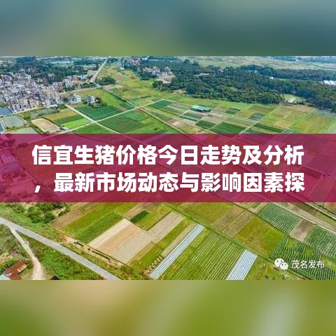 信宜生猪价格今日走势及分析，最新市场动态与影响因素探讨
