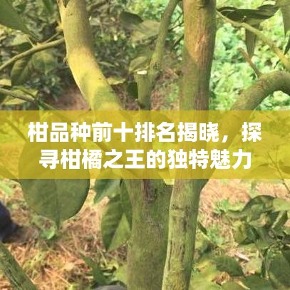 惨淡经营 第2页