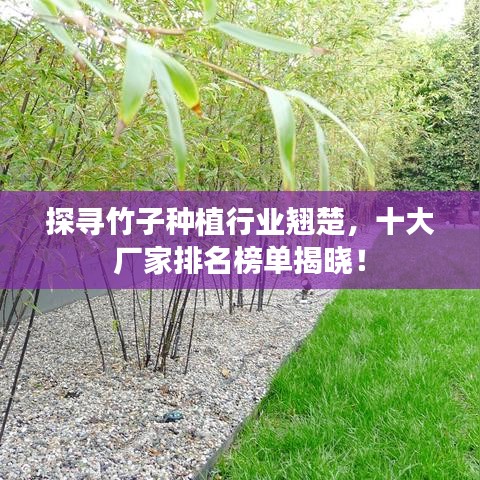 探寻竹子种植行业翘楚，十大厂家排名榜单揭晓！