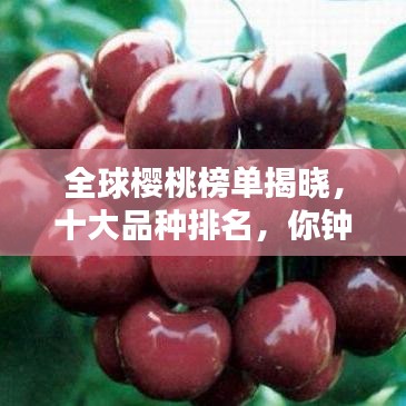 全球樱桃榜单揭晓，十大品种排名，你钟爱哪一种？