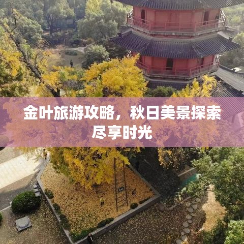 金叶旅游攻略，秋日美景探索尽享时光