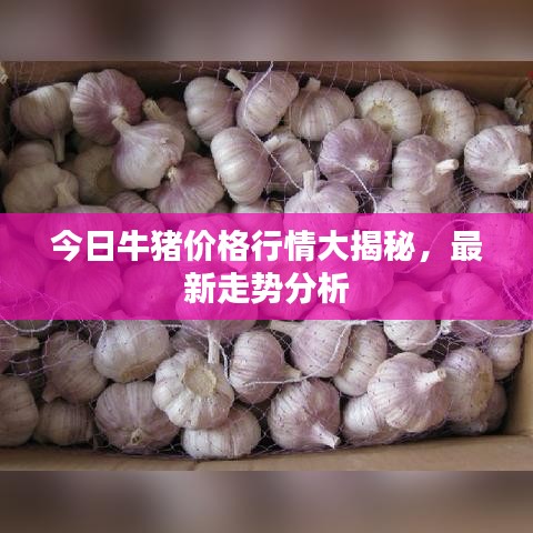 今日牛猪价格行情大揭秘，最新走势分析