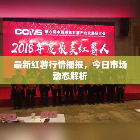 最新红薯行情播报，今日市场动态解析